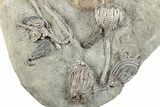 Fossil Crinoid Plate With Ten Species - Crawfordsville, Indiana #281493-6